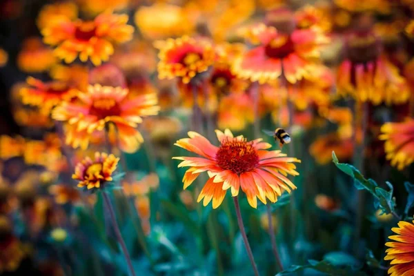 yaban-arısı bir çiçek üzerinde uçar