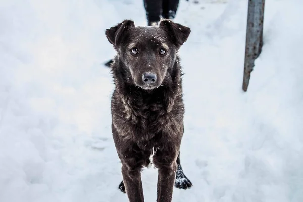 a black little dog with shining eyes is standing on the snow and looking