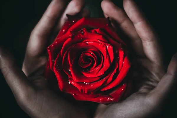 insan elinin avuç içi kırmızı kadife gül tutun