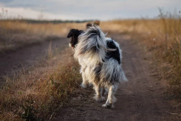 Hond Loopt Langs Weg Het Veld — Stockfoto