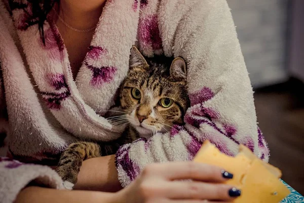 Gatto Come Bambino Seduto Sulle Maniglie Del Proprietario — Foto Stock