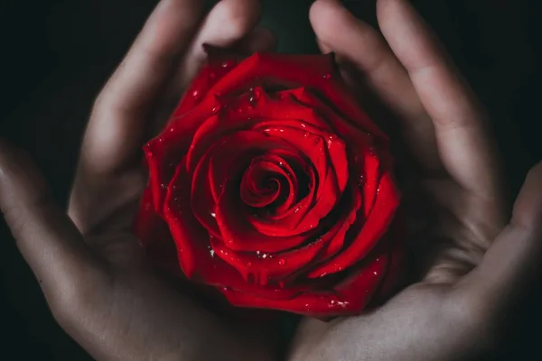 insan elinin avuç içi kırmızı kadife gül tutun