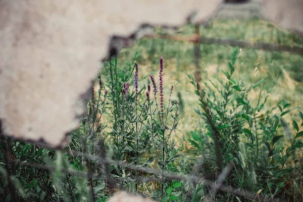 Lavendel Hinter Einer Betonwand — Stockfoto