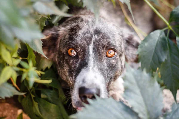 Perro Color Increíble Con Ojos Marrones Asoma Entre Follaje Los —  Fotos de Stock