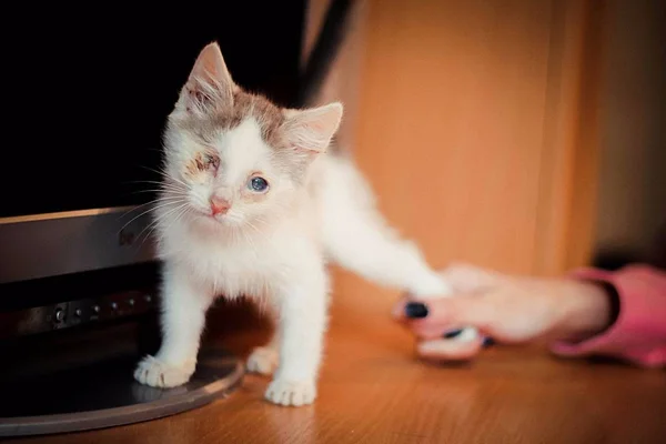 one-eyed unhappy kitten-cripple with a hole instead of an eye is on the table and looks at the surrounding