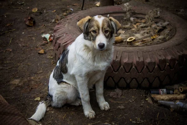 Yalnız üzücü sokak köpeği sokak ve üzgün oturur