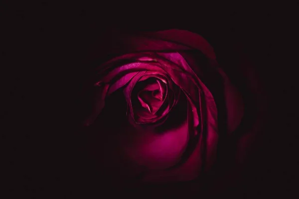 Trockene Rose Der Dunkelheit — Stockfoto