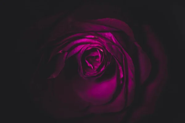 Karanlıkta kuru mor gülü