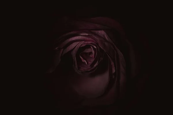 Kuru retro karanlıkta gül