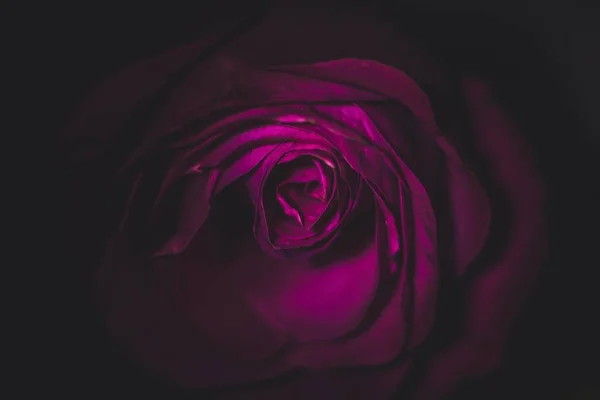 Karanlıkta mor gülü