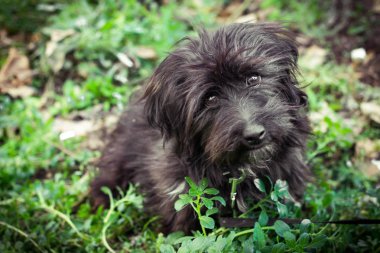 siyah tüylü küçük köpeğe otların arasında yatıyor ve sevgi neden olur