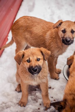 kahverengi Shaggy ve kabarık evsiz yavru dondurulmuş ve mutsuz ve korkmuş, konsept fotoğraf, gönüllülere adanmış, hayvan koruma uluslararası günü için bakmak