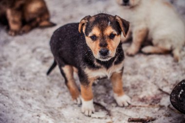 Kahverengi Shaggy ve kabarık evsiz köpek dondurulur ve mutsuz ve korkmuş görünüyor, ve insan elleri yakın, konsept fotoğraf, gönüllülere adanmış, uluslararası gün için hayvanların korunması için