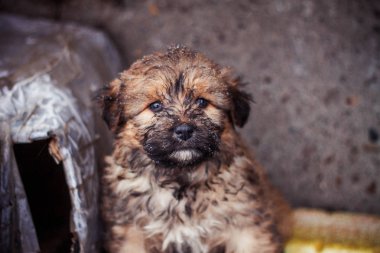 ev olarak hizmet çöp kutuları yanında kar oturan evsiz acınası köpek yavrusu