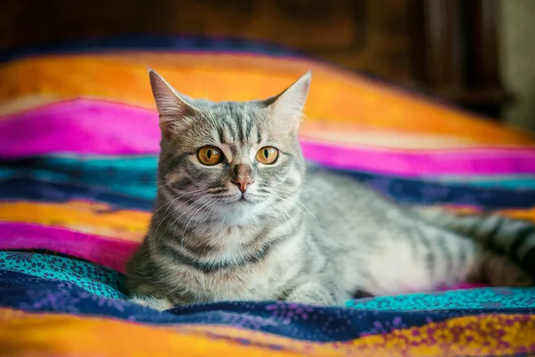 灰色可爱的小猫躺在一个明亮的条纹铺设 看着摄影师 — 图库照片