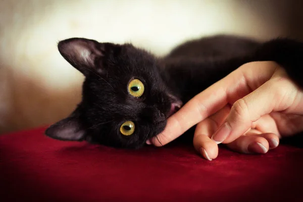Black Angry Kitten Bites Man Hand — Stock Photo, Image