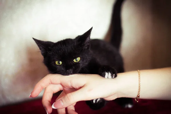 siyah kızgın yavru el tarafından adam ısırır