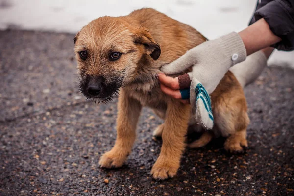 Kahverengi Shaggy ve kabarık evsiz köpek dondurulur ve mutsuz ve korkmuş görünüyor, ve insan elleri yakın, konsept fotoğraf, gönüllülere adanmış, uluslararası gün için hayvanların korunması için