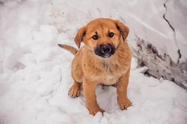 Kahverengi Shaggy ve kabarık evsiz köpek dondurulur ve mutsuz ve korkmuş görünüyor, ve insan elleri yakın, konsept fotoğraf, gönüllülere adanmış, uluslararası gün için hayvanların korunması için