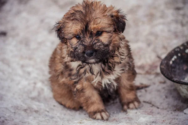 a small fluffy homeless puppy sits in the snow, he is hungry and very cold, causes a lot of pity