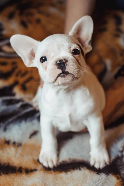 Imagen Vertical Pequeño Bulldog Cachorro Que Orgullosamente Con Atención Mira — Foto de Stock