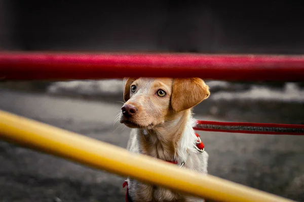 Retrato Cachorro Crema Dorada Arnés Rojo Con Ojos Verdes Tristes —  Fotos de Stock