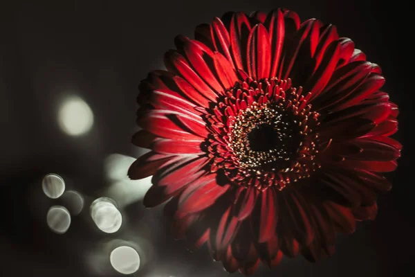 gece karanlığında karanlık siyah bir zemin üzerine çevrili güzel hoş çekici kırmızı gerbera çiçek