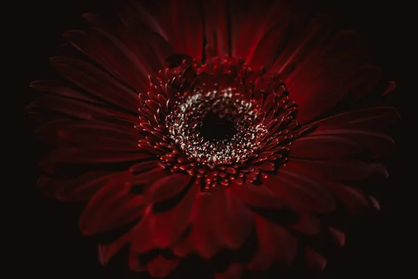 Belle Jolie Fleur Gerbera Rouge Entourée Obscurité Sur Fond Noir — Photo