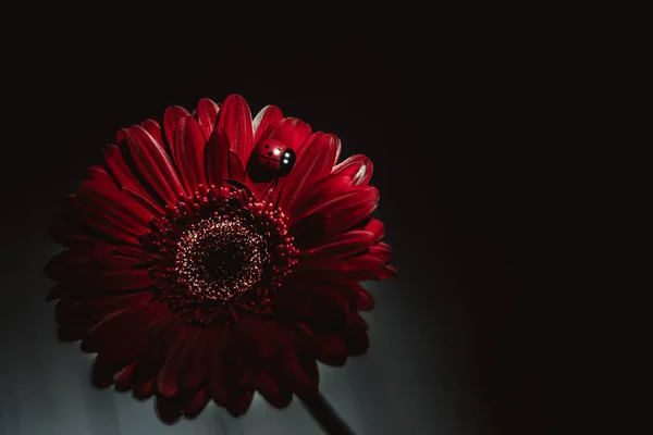 Schöne Reizvolle Attraktive Rote Gerbera Blume Ist Der Abenddämmerung Von — Stockfoto