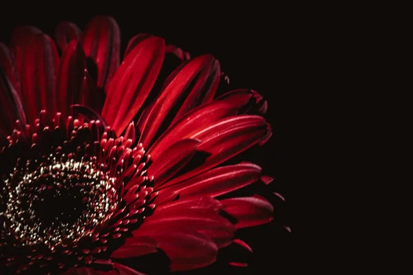 beautiful delightful attractive red gerbera flower is surrounded by darkness on a black background at dusk, there is free space for placing text, the image is suitable for greeting cards