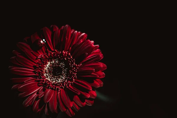 Bela Encantadora Flor Gerbera Vermelha Atraente Cercada Pela Escuridão Fundo — Fotografia de Stock