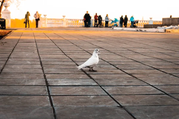 White Dove Stands Alone Stone Pavement Back Plane Silhouettes People — Stock Photo, Image