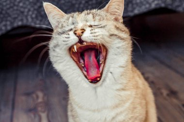 Beyaz renkli bir kedi, tabi noktası, geniş bir ağız ile esneme, duygularını ifade eder ve komik