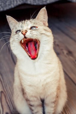 Beyaz renkli bir kedi, tabi noktası, geniş bir ağız ile esneme, duygularını ifade eder ve komik