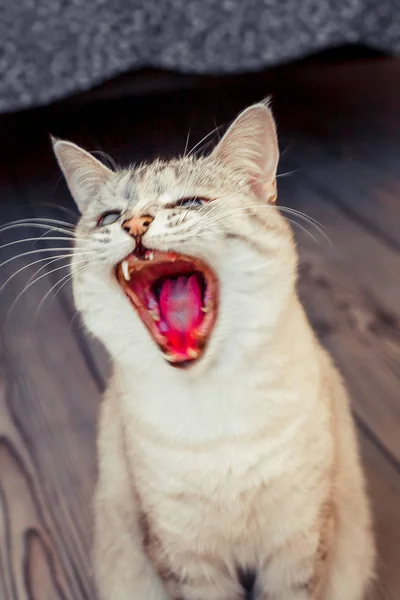 Gatto Colore Bianco Punto Tabi Sbadiglia Con Una Bocca Larga — Foto Stock