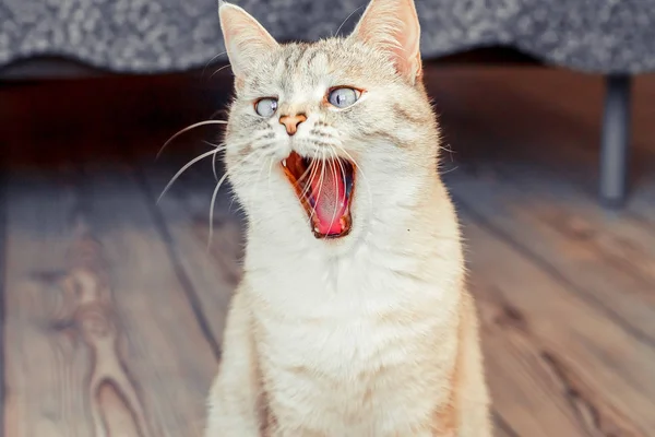 Gato Carismático Cor Branca Ponto Tabi Bocejos Com Uma Boca — Fotografia de Stock