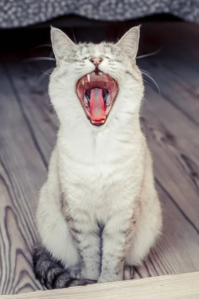 Cat White Color Tabi Point Yawns Mouth Wide Open Expresses — Stock Photo, Image