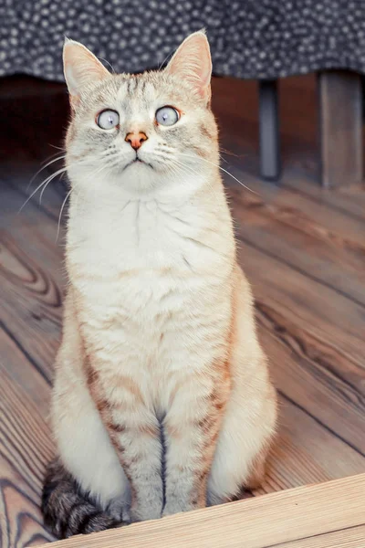 十字目驚いた白猫は 前の何かを注意深く見る — ストック写真