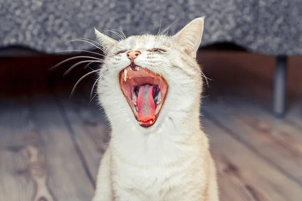 Valkoinen Kissa Tabi Piste Haukottelee Leveällä Suulla Ilmaisee Tunteita Hauska — kuvapankkivalokuva