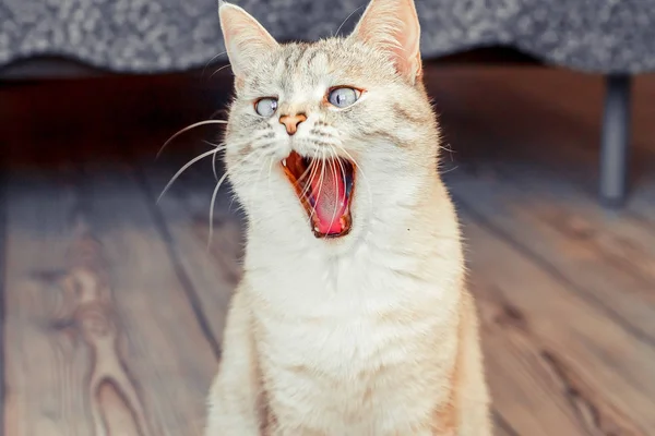 一只白皙迷人的猫 泰比点 张大嘴打呵欠 能表达情感 这很有趣 图库照片