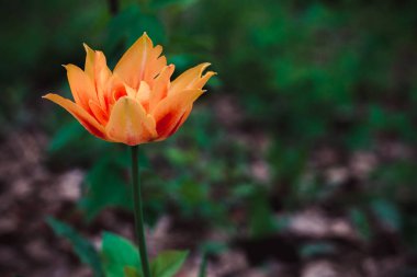 çarpıcı parlak renkli ateş çiçek, boş alan var