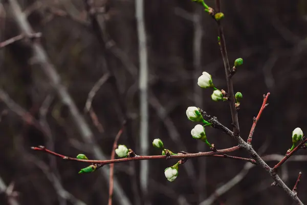 Στα Κλαδιά Των Δέντρων Εμφανίζονται Μπουμπούκια Από Οποία Λουλούδια Αρχίζουν — Φωτογραφία Αρχείου