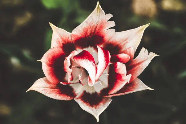 Brilhante Bonito Incomum Manchado Vermelho Branco Flor Tulipas Brilhantes — Fotografia de Stock