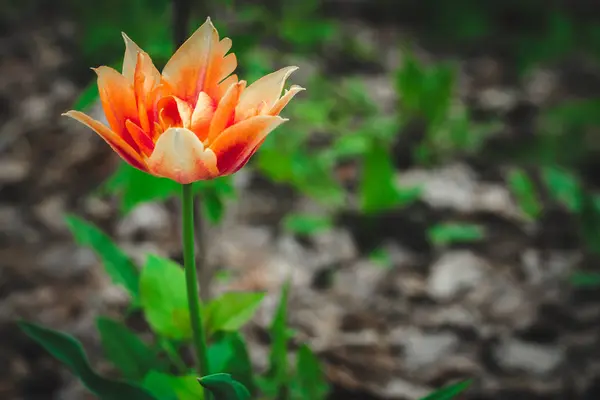 Εκπληκτικό Φωτεινό Πολύχρωμο Λουλούδι Φωτιά Υπάρχει Ελεύθερος Χώρος — Φωτογραφία Αρχείου