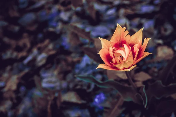 Romantyczny Piękny Kwiat Pięknym Niebieskim Fioletowym Tle Jest Wolna Przestrzeń — Zdjęcie stockowe