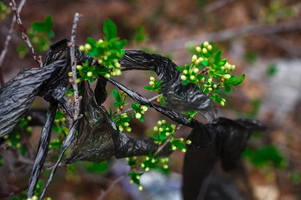 Černá Plastová Roztržená Taška Zamotaná Větví Stromu Povede Znečištění Životního — Stock fotografie