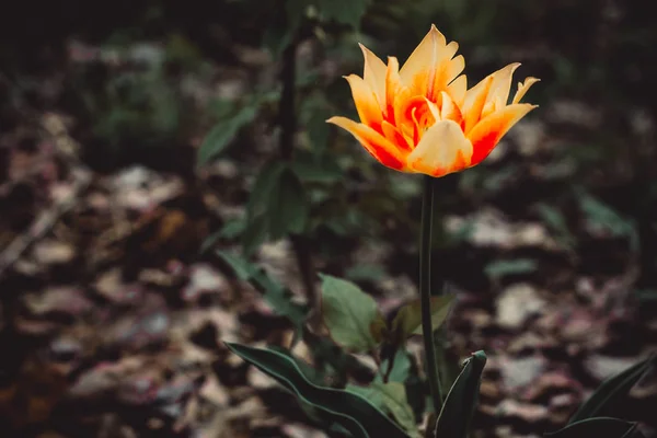 Deslumbrante Flor Fogo Colorido Brilhante Espaço Livre — Fotografia de Stock