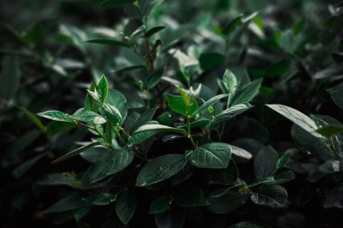 çalılar üzerinde parkta parlak güneşli bir günde sulu yaz yaprakları