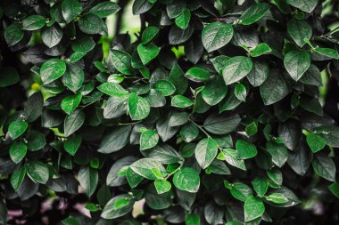 çalılar üzerinde parkta parlak güneşli bir günde sulu yaz yaprakları