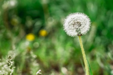 alanında insanlarda alerjiye neden beyaz kabarık karahindiba yetişir